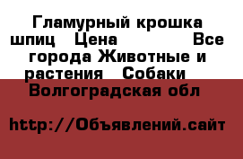 Гламурный крошка шпиц › Цена ­ 30 000 - Все города Животные и растения » Собаки   . Волгоградская обл.